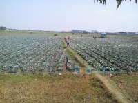 Kubis Bisa Jadi Alternatif di Musim Kemarau