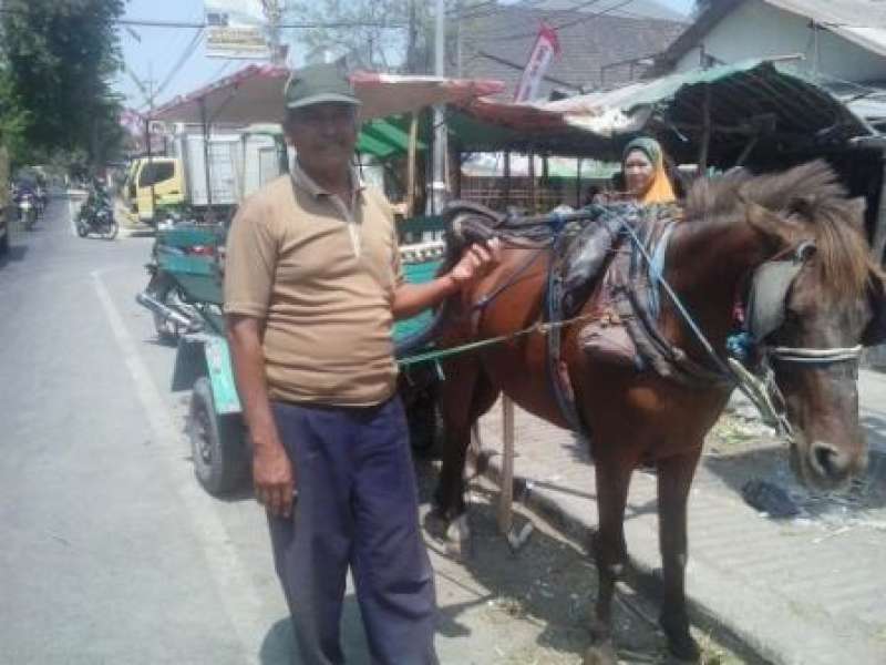 Di Baureno, Angkutan Dokar Masih Jadi Pilihan