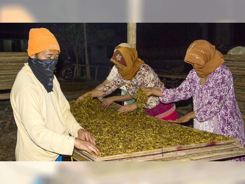Petani Disarankan Jual Tembakau Kering Rajangan 