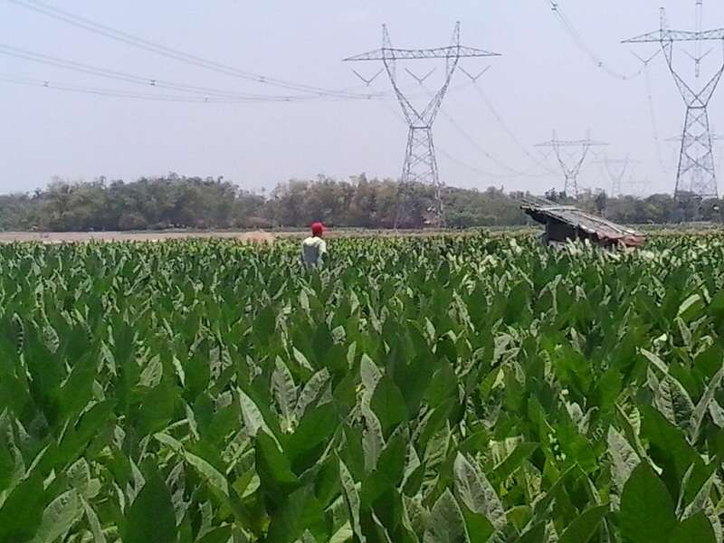 Petani Enggan Petik Daun Tembakau 