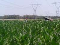 Petani Enggan Petik Daun Tembakau 