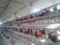 Jagung Melimpah, Pengusaha Ayam Petelur Lega