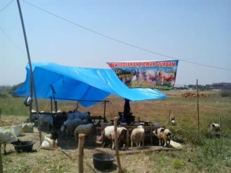 Ekonomi Sulit, Penjualan Kambing Kurban Terancam Turun