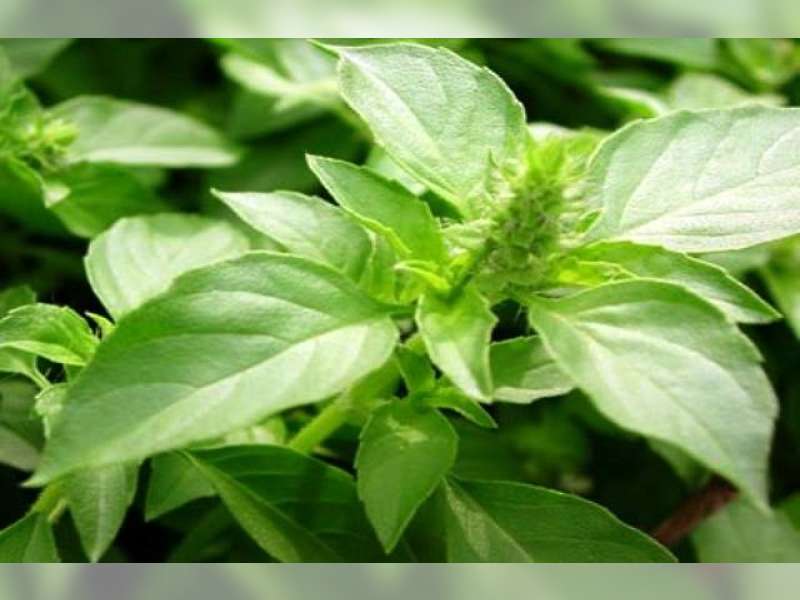 Daun Kemangi dan Manfaatnya