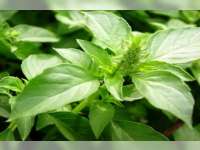 Daun Kemangi dan Manfaatnya