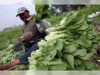 Lebih Untung, Petani Sugihwaras Pilih Tanam Sawi