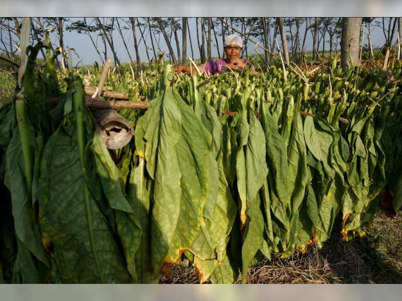 Petani Pilih Jual Daun Tembakau Basah  BeritaBojonegoro.com