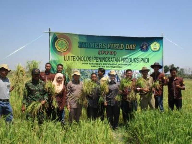Mahasiswa Upsus Pajale Uji Bibit Padi Lokal 