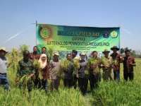 Mahasiswa Upsus Pajale Uji Bibit Padi Lokal 