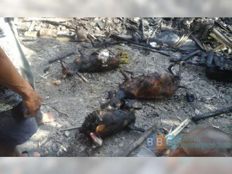 Kebakaran Ludeskan Kandang Kambing dan Lahan Bambu