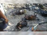 Kebakaran Ludeskan Kandang Kambing dan Lahan Bambu
