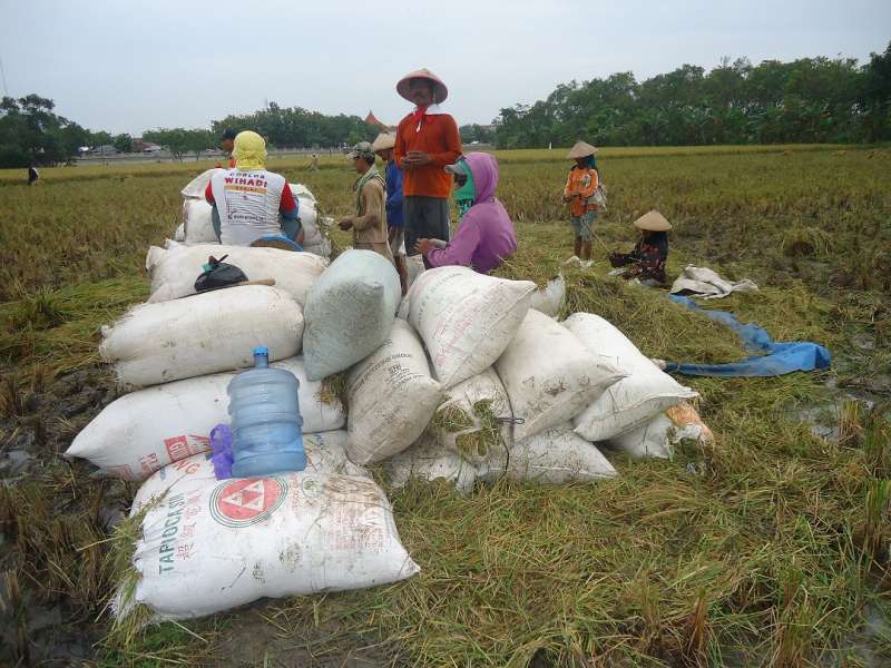 Panen Musim Kemarau, Harga Jual Gabah Tembus Rp.5000/Kg