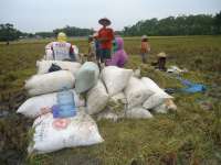 Panen Musim Kemarau, Harga Jual Gabah Tembus Rp.5000/Kg