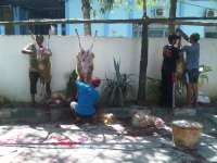 PDM Bojonegoro Menyembelih 31 Ekor Sapi dan 31 Ekor Kambing 