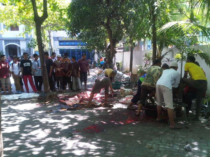 SD Muhammadiyah 2 Bojonegoro Sembelih 2 Ekor Sapi dan 5 Ekor Kambing