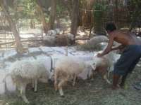 Kambing Belum Laku, Pedagang Mulai Banting Harga