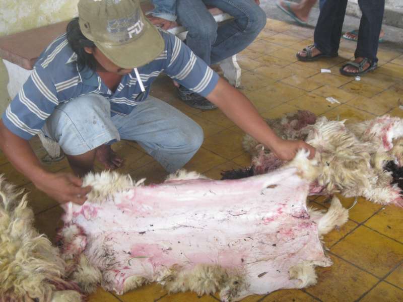 Idul Adha, Harga Lulang Kambing dan Sapi Jeblok 