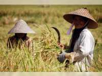 Petaniku Sayang, Petaniku Malang