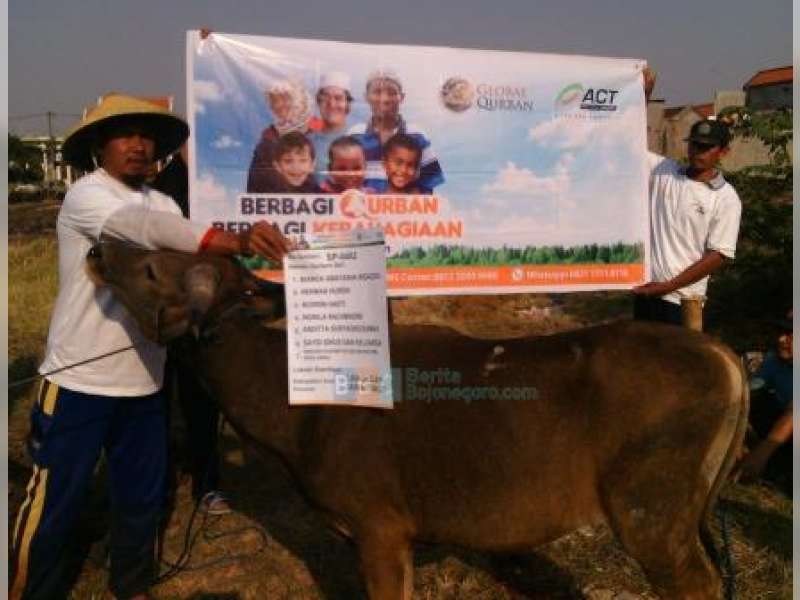 MRI-ACT Salurkan 100 Kambing dan 10 Sapi Kurban