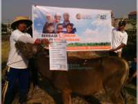 MRI-ACT Salurkan 100 Kambing dan 10 Sapi Kurban