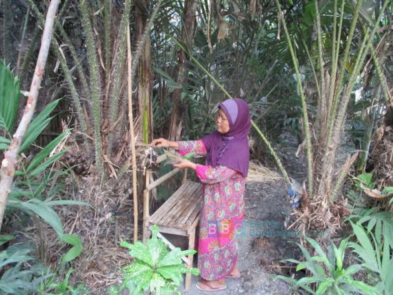 Cuaca Tidak Menentu, Hasil Panen Salak Menurun