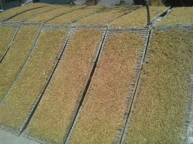 Petani; Harga Tembakau Jeblok, Pemerintah Harus Beri Solusi