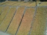 Petani; Harga Tembakau Jeblok, Pemerintah Harus Beri Solusi