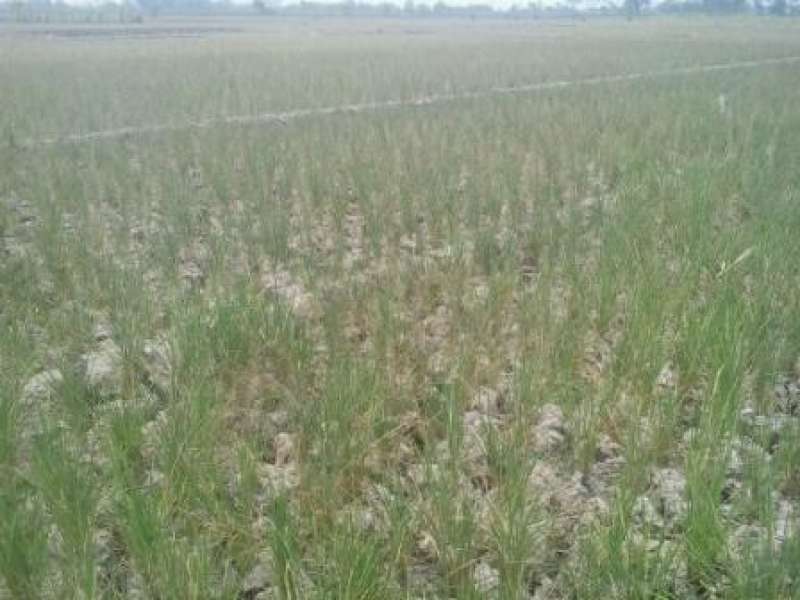 Petani Sukosewu Terancam Gagal Panen