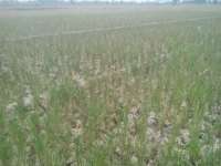 Petani Sukosewu Terancam Gagal Panen