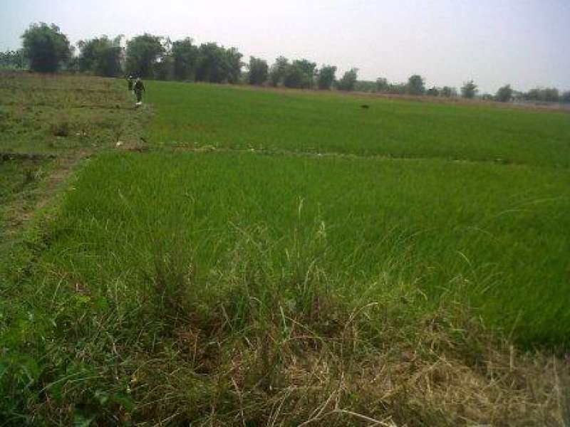 Kurang Air, Padi di Desa Katur Tumbuh Kerdil