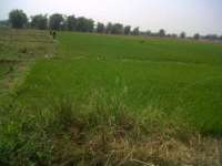 Kurang Air, Padi di Desa Katur Tumbuh Kerdil