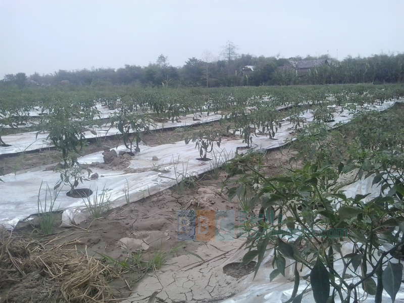 Idul Adha Lewat, Harga Cabai Anjlok