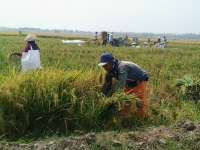 Musim Kemarau, Petani di Kanor Panen Padi 