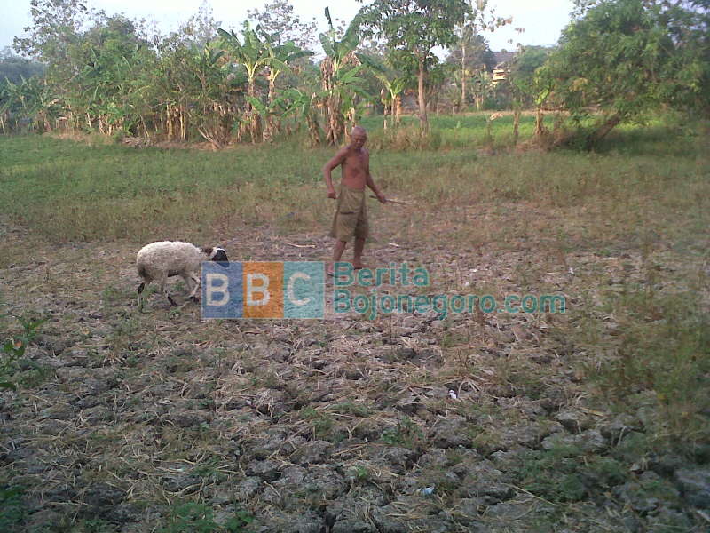 Lahan Pertanian di Padangan Dibiarkan Bero