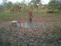 Lahan Pertanian di Padangan Dibiarkan Bero