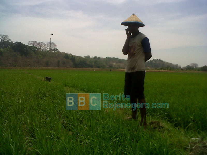 Tanaman Padi di Blok Cepu Terserang Wabah Blas
