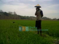 Tanaman Padi di Blok Cepu Terserang Wabah Blas