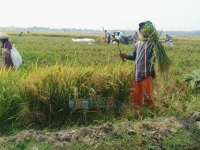 Di Kanor, Harga Gabah Turun 200 Rupiah