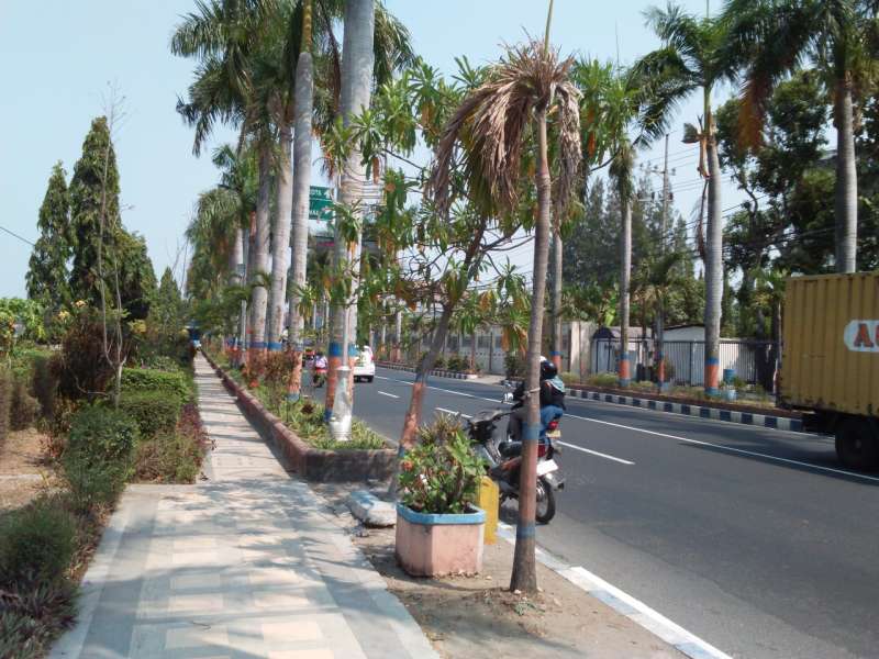 Pohon Pohon Palem Di Jalan Ahmad Yani Terancam Mati