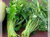 Tanam Kangkung lebih Untung