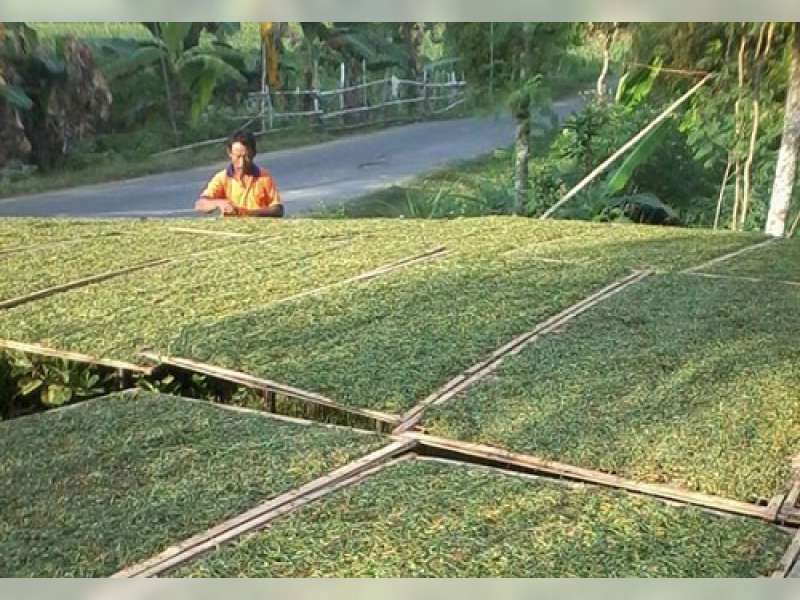 Dishutbun Akui Harga Tembakau Jeblok 