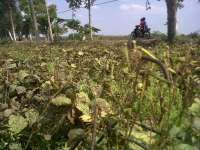 Kedelai dan Kacang Hijau di Tapelan Tumbuh Kerdil