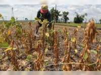 Harga Kedelai Turun, Petani di Balen Kalang Kabut