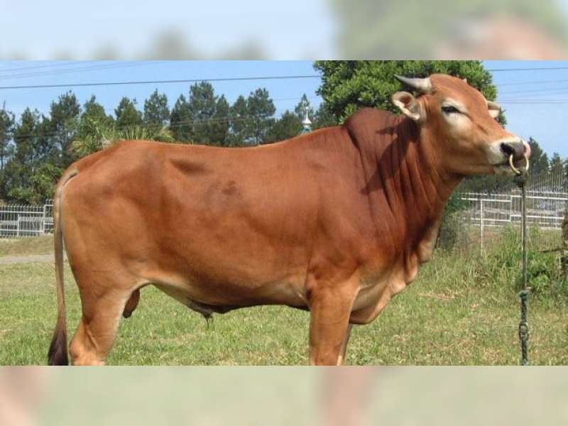 Idul Adha Lewat, Sapi masih Langka