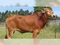 Idul Adha Lewat, Sapi masih Langka