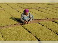 Tengkulak Diduga Permainkan Harga Tembakau di Pasaran 