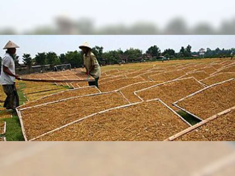 Banyak Bantuan Disalurkan, Harga Tembakau Tetap Jeblok 