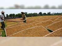 Banyak Bantuan Disalurkan, Harga Tembakau Tetap Jeblok 