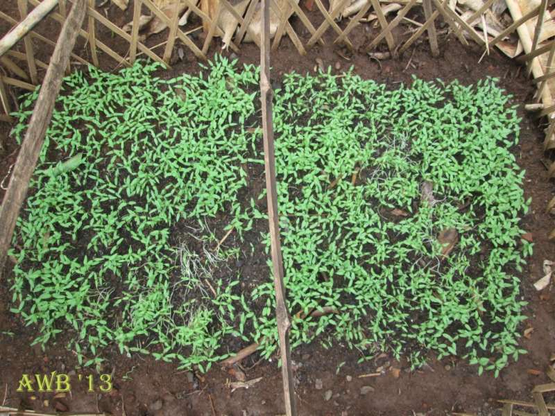 Jelang Rendengan, Petani Mulai Ndeder Bibit Tanaman