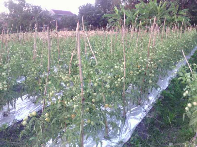 Awal Oktober, Petani di Balen dan Ngraho Panen Tomat